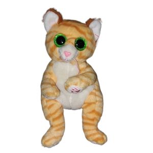 Mango the Tabby Cat